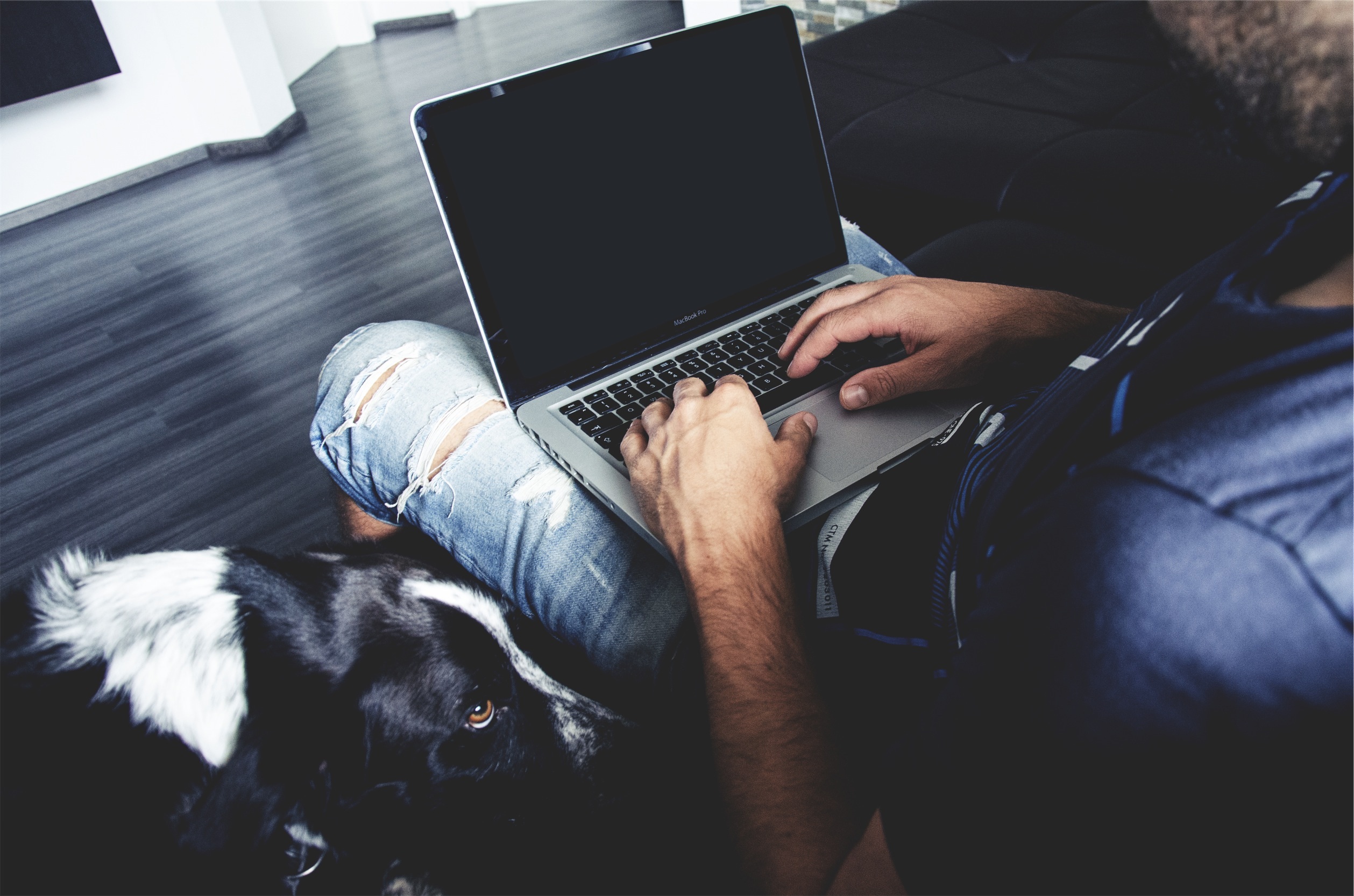 Online Köpek Eğitimi Gerçekten İşe Yarıyor mu Gerçekler Riskler ve Doğru Yaklaşım