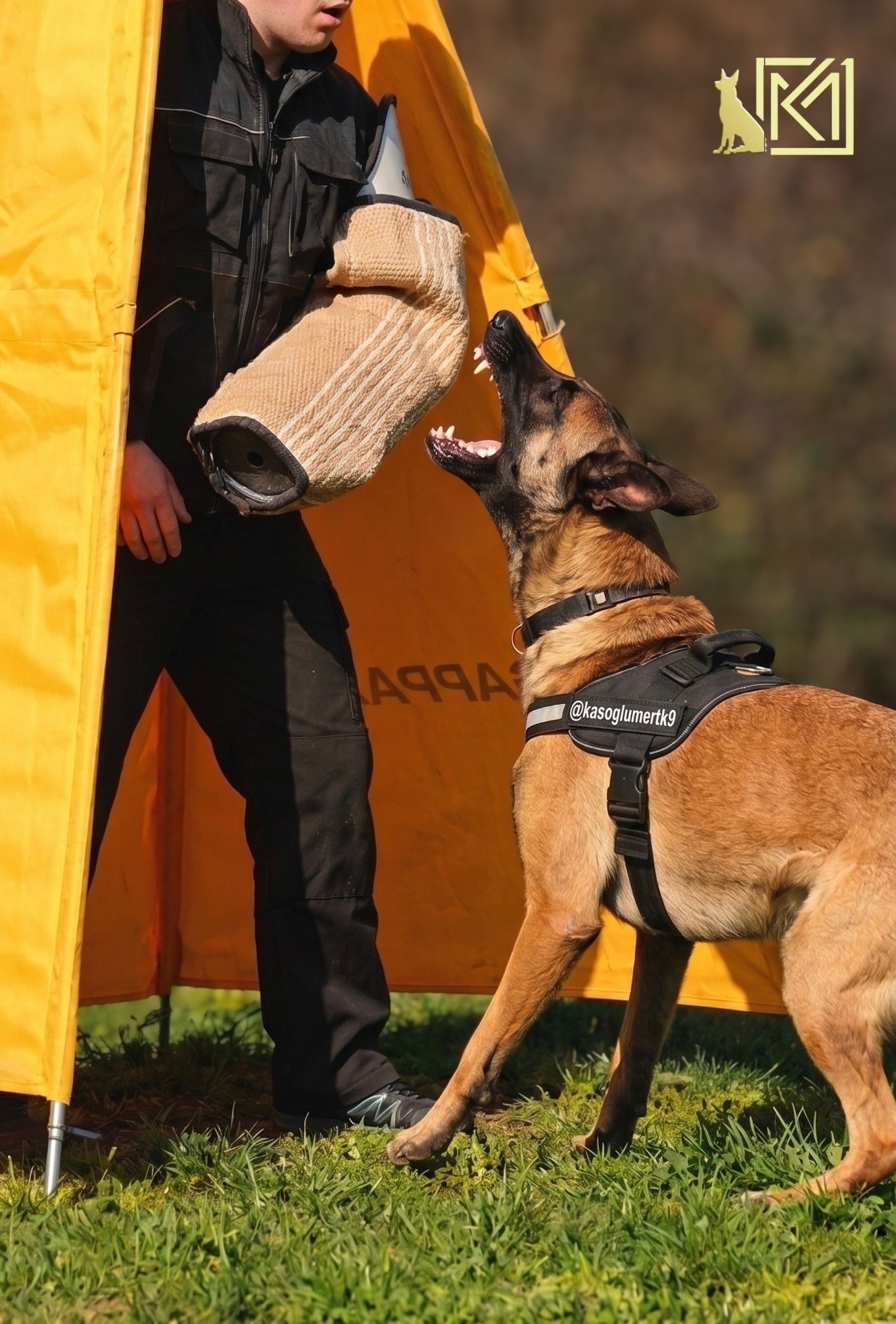 IGP (Schutzhund) Nedir Koruma Sporlarına Başlangıç