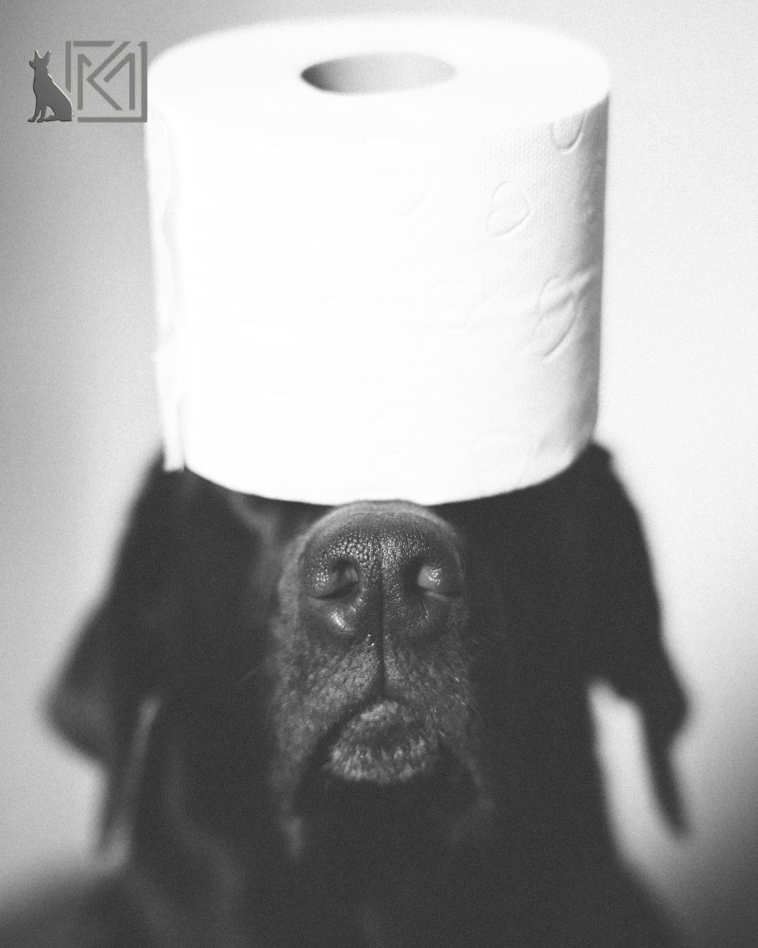 Köpeklerde Tuvalet Eğitimi 7 Adımda Kesin Çözüm 