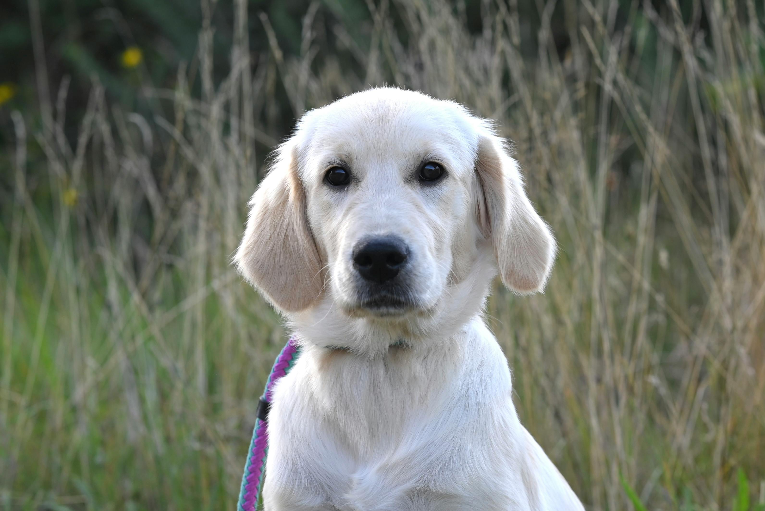 Golden Retriever Eğitimi Başarılı Olmak İçin 5 İpucu