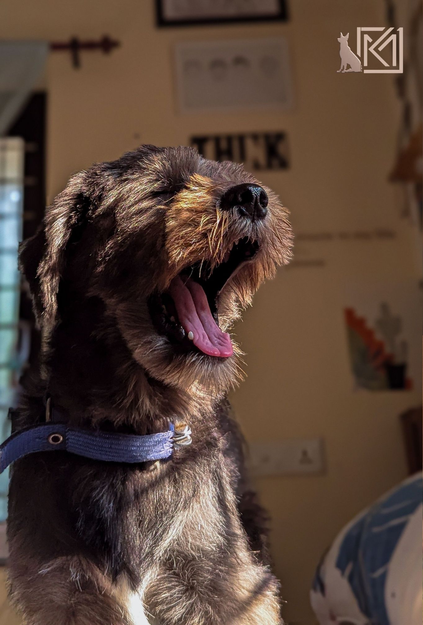 Apartmanda Köpek Bakımı Komşularla Sorun Yaşamamanın Yolları