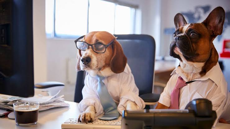 İş Ve Spor Köpekleri Temini
