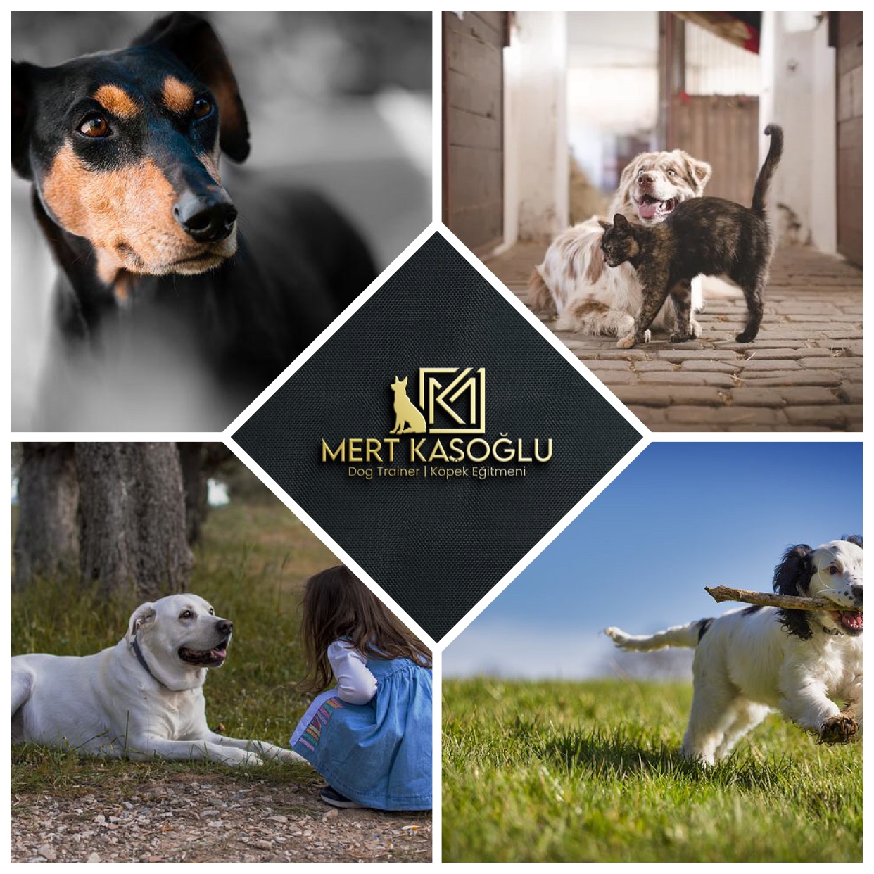 Mert Kaşoğlu | Köpek Eğitimi | Köpek İleri İtaat Eğitimi